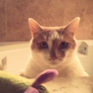 Meet your Posher, Bobbie